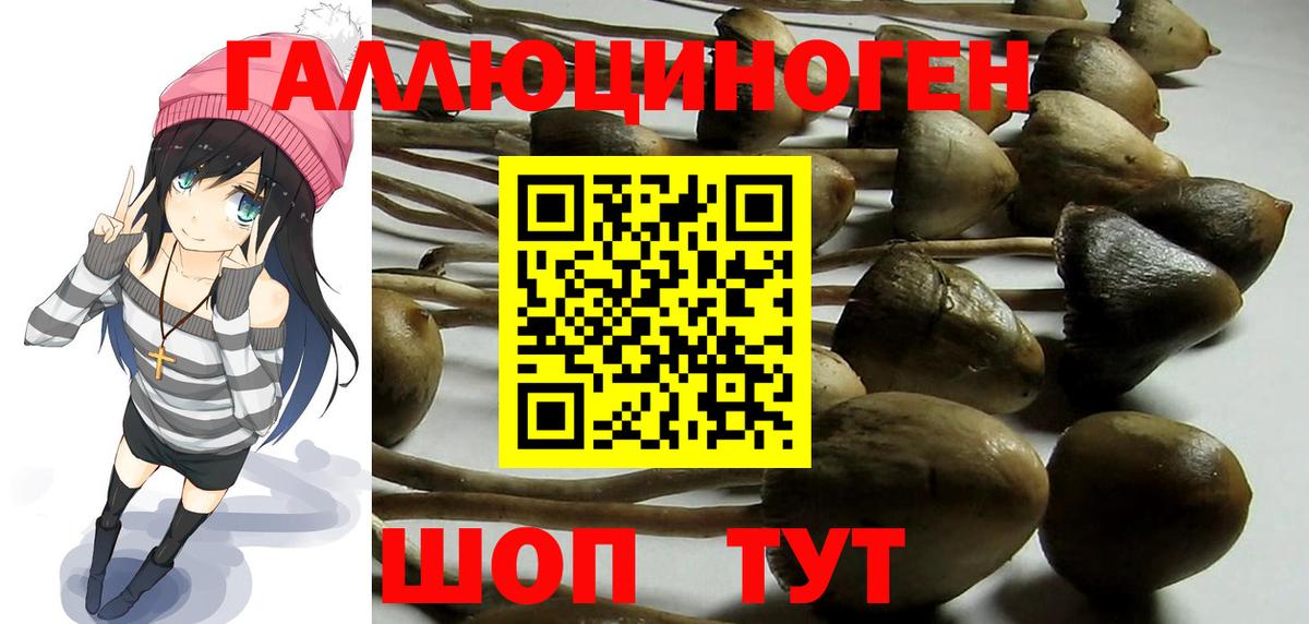 Галлюциногенные грибы Cubensis Кизилюрт